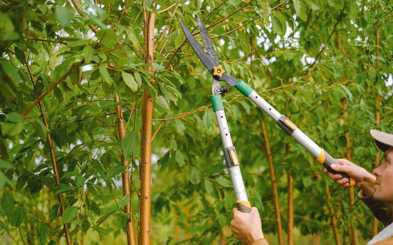 Tree trimming in Jonesville, IN